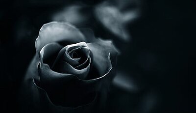 Trauer um unseren Umschüler Ein schwarz-weißes Foto einer einzelnen, dunklen Rose, die sich gegen einen tiefschwarzen Hintergrund abhebt. Das Bild kann ein Symbol für Trauer darstellen.